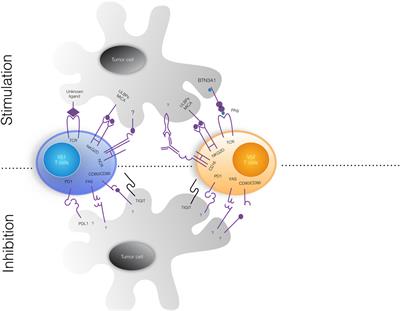 Current Advances in γδ T Cell-Based Tumor Immunotherapy